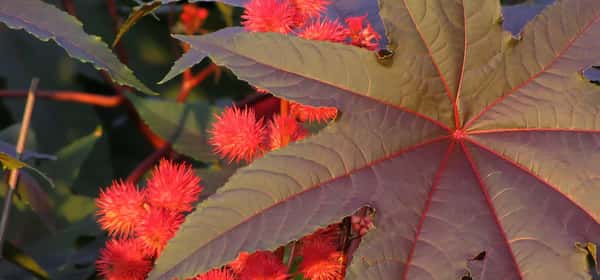 Health Benefits of Castor Oil: 7 Uses for Skin, Hair & More