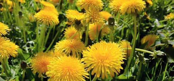 Health Benefits of Dandelion: Nutrition, Research, and Uses