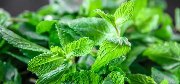 Health Benefits of Spearmint: Tea and Essential Oil