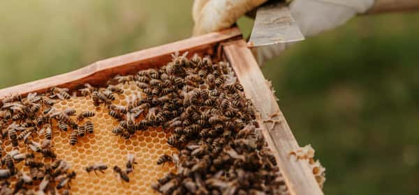 Is Honey Vegan? Understanding Honey and Vegan Ethics